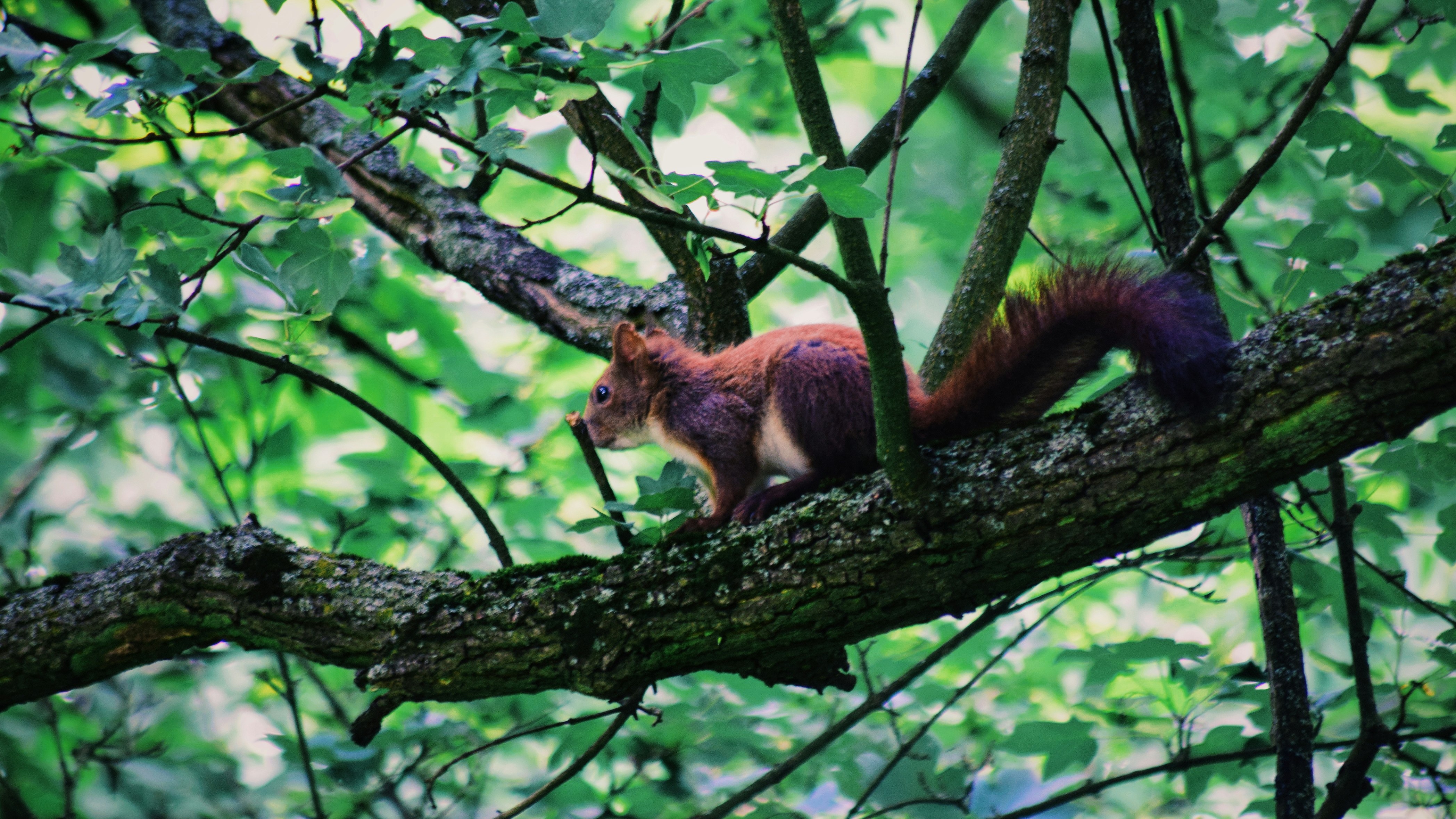 brown squirrel on tree branch during daytime